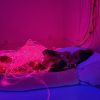 Snoezelen - c03f4e99-2e6f-4749-94ec-b0f5c9b36b7a
