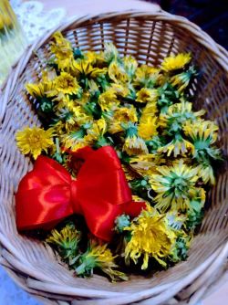 Výroba púpavového medu