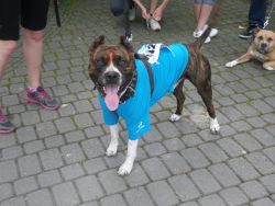 Tričko oblečené mali nielen bežci, deti, ale aj štvornohí priatelia...