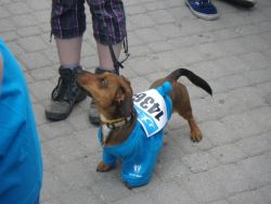 Jeden z mnohých štvornohých účastníkov podujatia